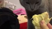 小姐姐给猫送吃的视频